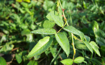 Картинка природа листья роса колючки капли листики