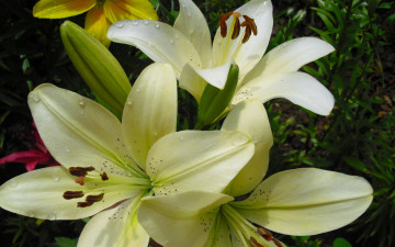Картинка цветы лилии +лилейники