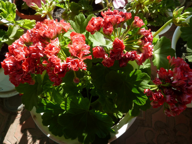 Обои картинки фото цветы, герань, вазон, листья