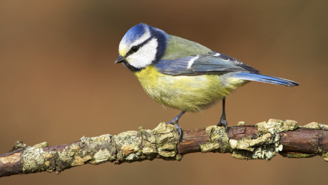 Обои картинки фото животные, синицы,  лазоревки