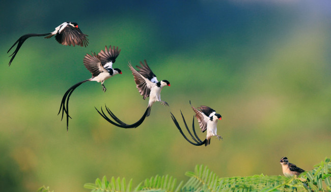 Обои картинки фото животные, птицы, полет