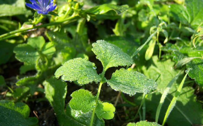 Обои картинки фото природа, листья, капли, листики, зелень, роса