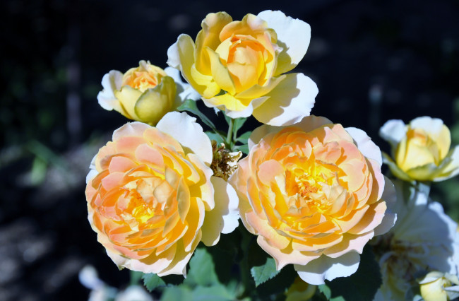 Обои картинки фото цветы, розы, желтый