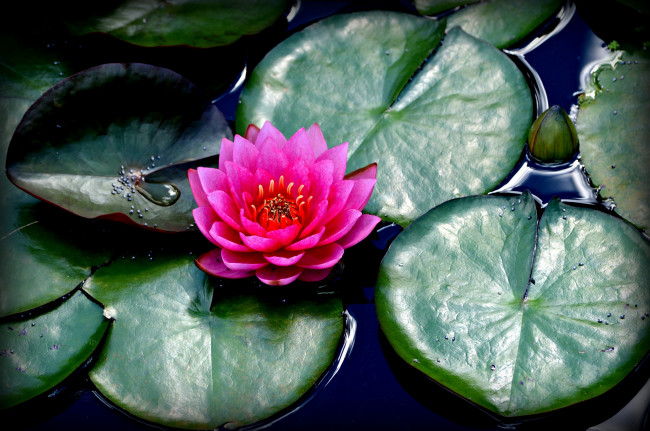 Обои картинки фото цветы, лилии водяные,  нимфеи,  кувшинки, листья, водоем, лилия