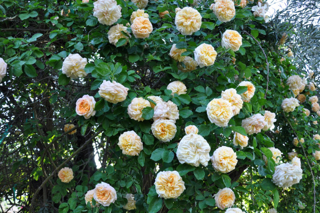 Обои картинки фото цветы, розы, куст