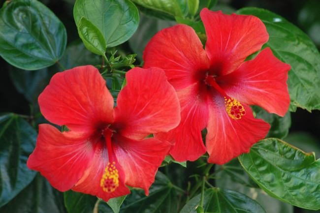 Обои картинки фото цветы, гибискусы, красный