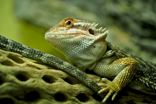 Обои картинки фото bearded dragon, животные, Ящерицы,  игуаны,  вараны, глаза, голова, ящерица, зеленая, гребень, дерево