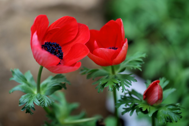 Обои картинки фото цветы, анемоны,  адонисы, красный