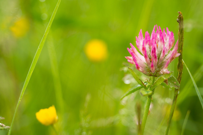 Обои картинки фото цветы, луговые , полевые,  цветы, розовый