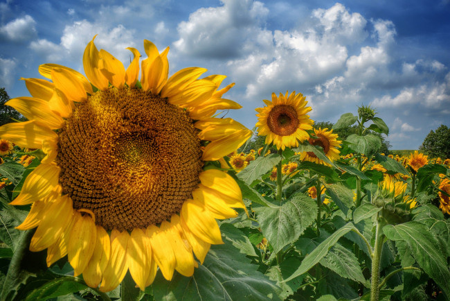 Обои картинки фото цветы, подсолнухи, поле