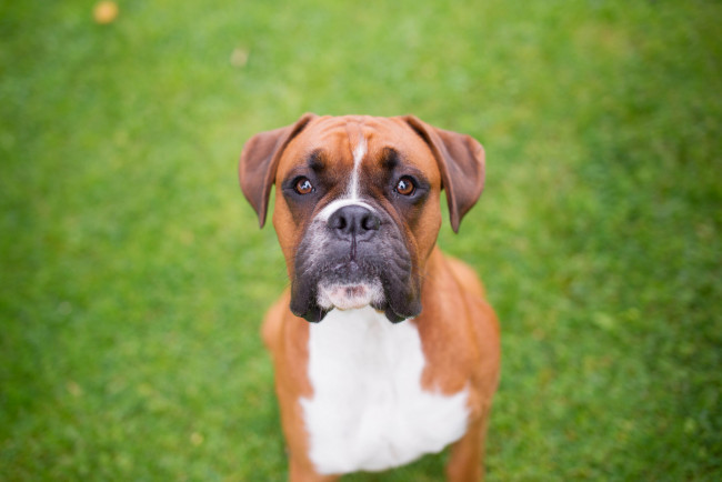 Обои картинки фото животные, собаки, внимание, взгляд, морда, бульдог