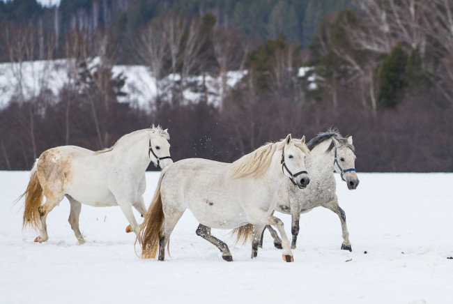 Обои картинки фото животные, лошади, кони