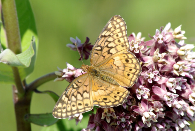 Обои картинки фото животные, бабочки, крылья