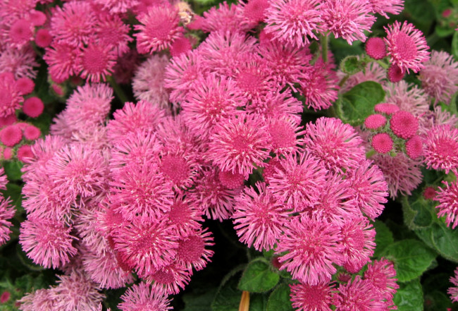 Обои картинки фото цветы, агератум, пушистики