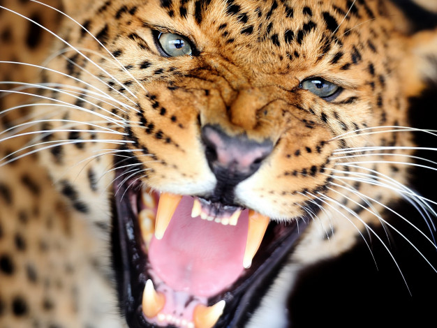 Обои картинки фото животные, леопарды, дикая, кошка, взгляд, клыки, рычание, леопард