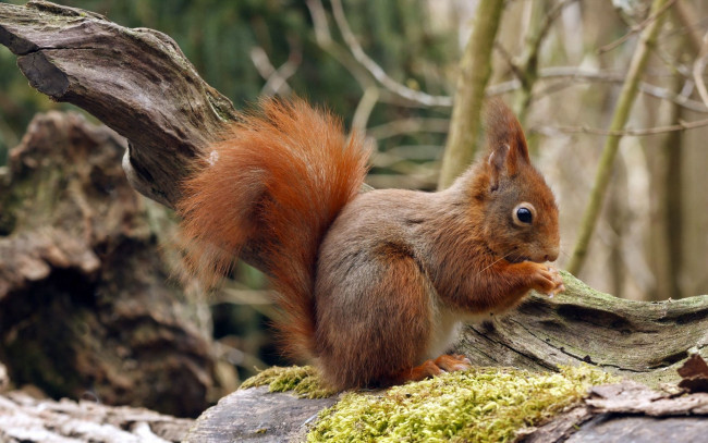 Обои картинки фото животные, белки, белка