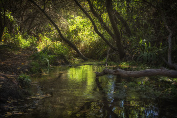 Картинка природа реки озера река лес