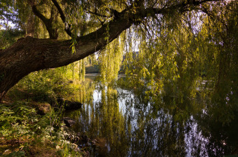 Картинка природа реки озера лес река