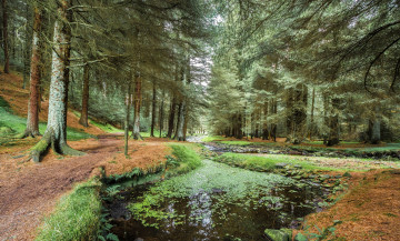 Картинка природа реки озера лес река