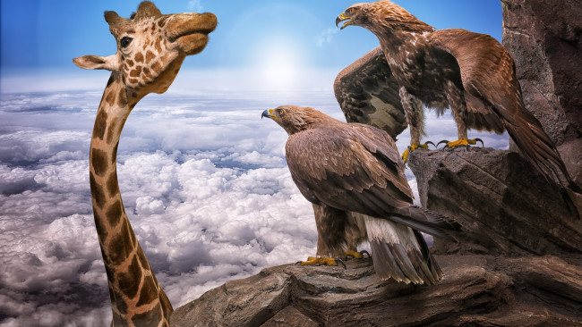 Обои картинки фото юмор и приколы, облака, жирафы, орлы