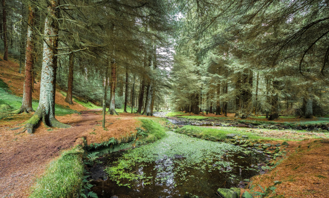 Обои картинки фото природа, реки, озера, лес, река