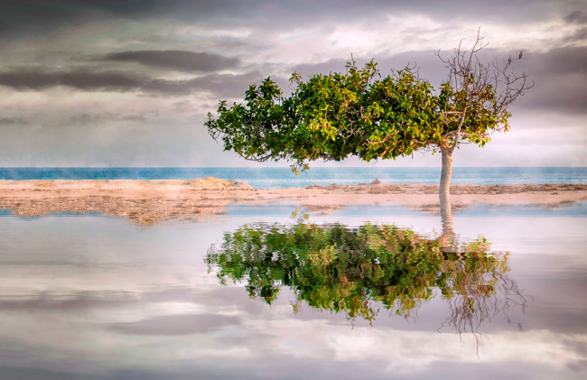 Обои картинки фото природа, деревья, река, лес