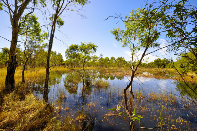 Обои картинки фото природа, реки, озера, река, лес