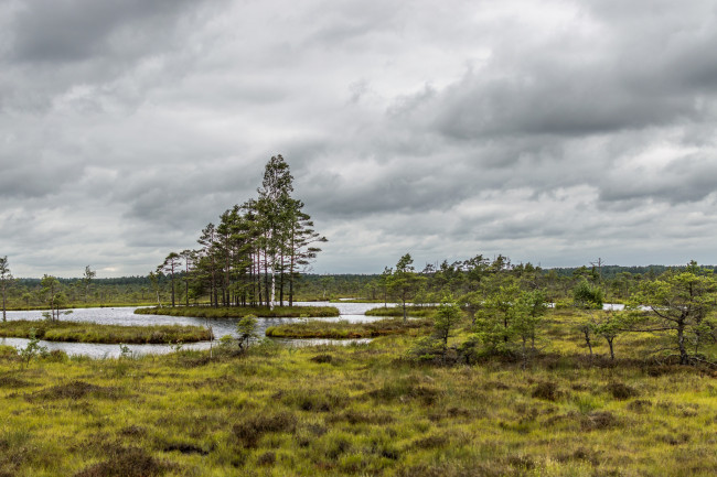 Обои картинки фото природа, реки, озера, река, лес