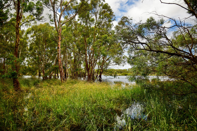 Обои картинки фото природа, реки, озера, река, лес