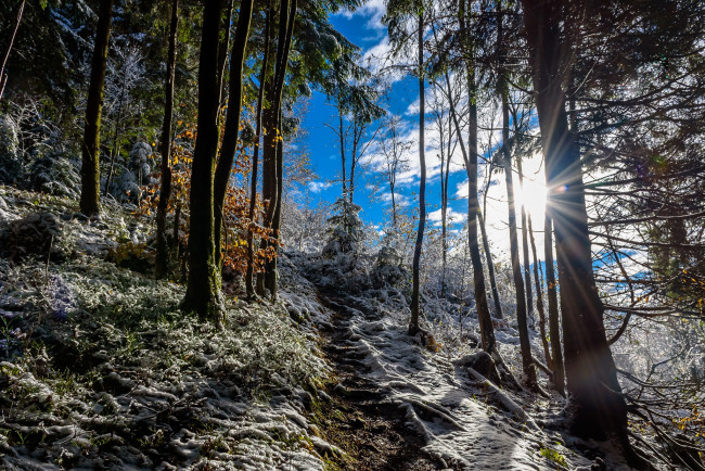 Обои картинки фото природа, зима, снег