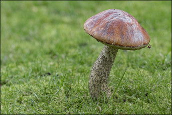 Картинка природа грибы грибок