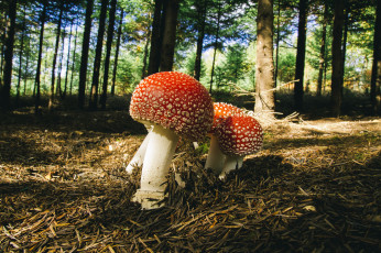 Картинка природа грибы +мухомор грибок
