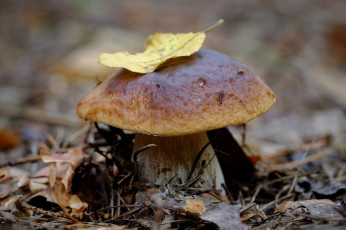 Картинка природа грибы грибок