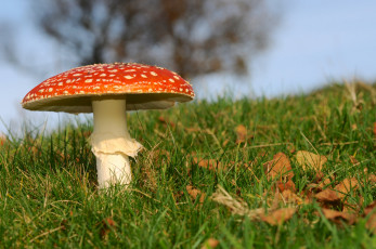 Картинка природа грибы +мухомор грибок