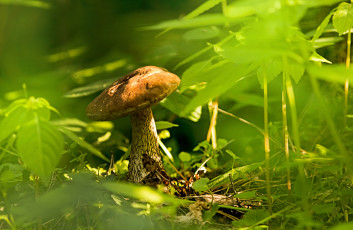 Картинка природа грибы грибок