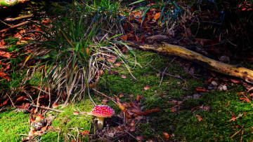 Картинка природа грибы +мухомор грибок