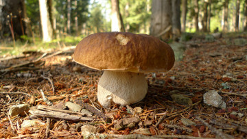 Картинка природа грибы грибок