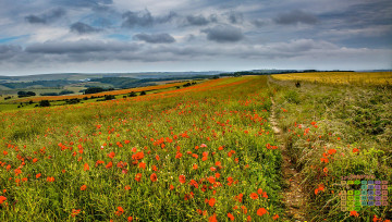 Картинка календари природа облака растения цветы 2018