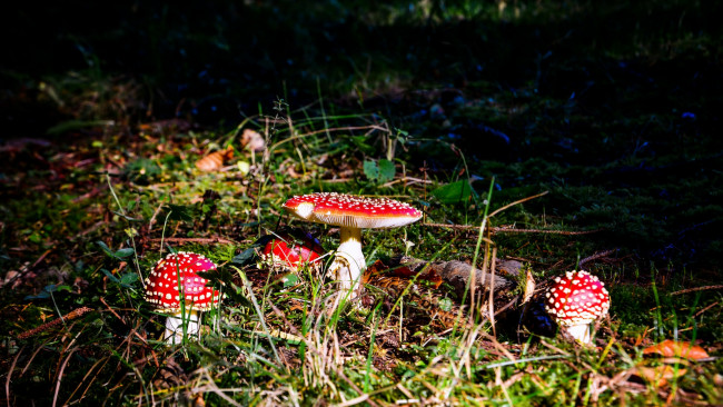 Обои картинки фото природа, грибы,  мухомор, грибок