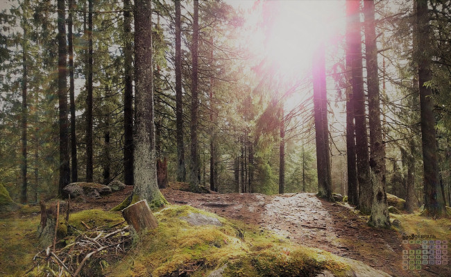 Обои картинки фото календари, природа, 2018, лес, деревья