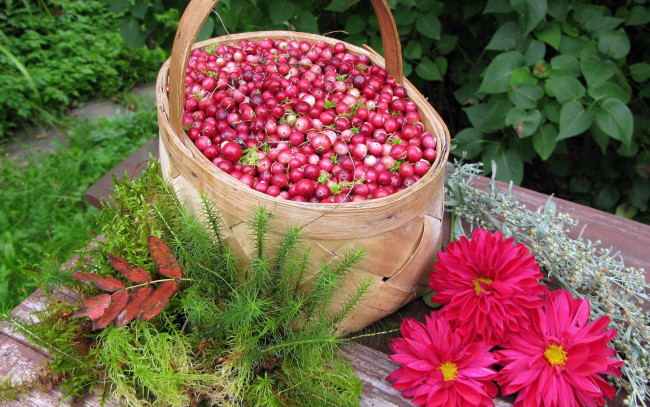 Обои картинки фото еда, клюква, ягоды, георгины, туесок
