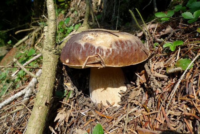 Обои картинки фото природа, грибы, грибок