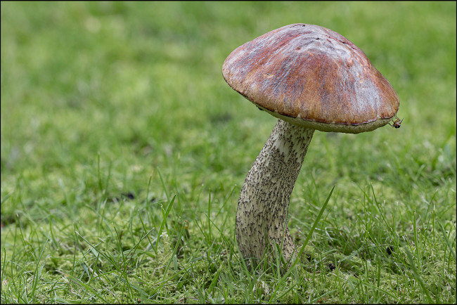 Обои картинки фото природа, грибы, грибок