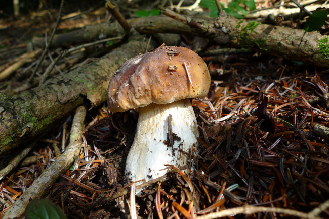 Обои картинки фото природа, грибы, грибок