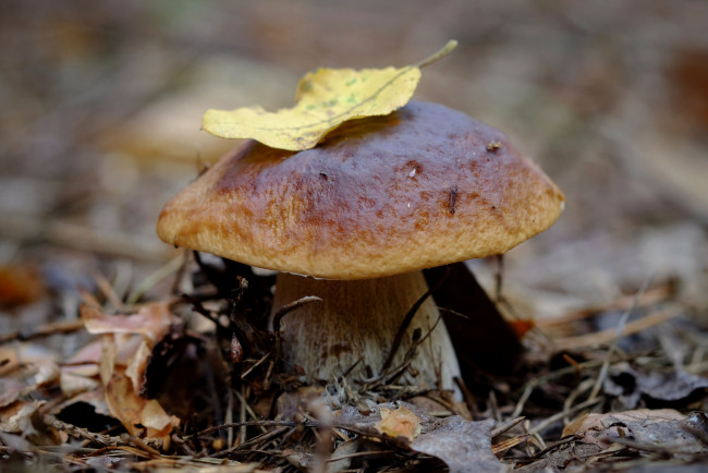 Обои картинки фото природа, грибы, грибок