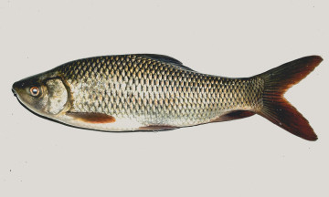 Картинка еда рыба +морепродукты +суши +роллы свежая