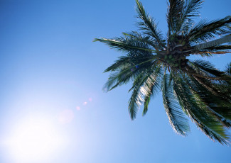 Картинка природа деревья дерево пальма кокосы небо