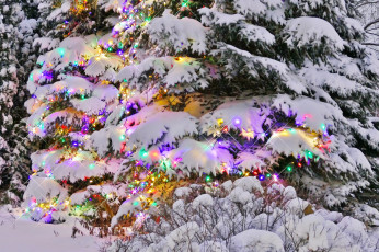 обоя праздничные, ёлки, ель