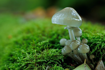 Картинка природа грибы