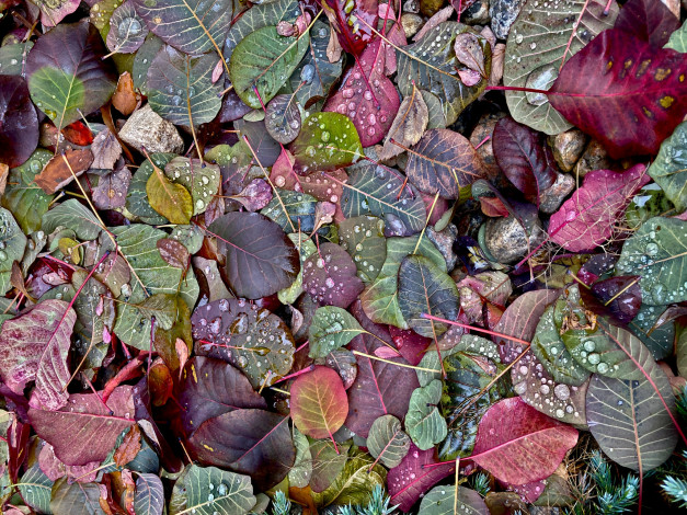 Обои картинки фото природа, листья